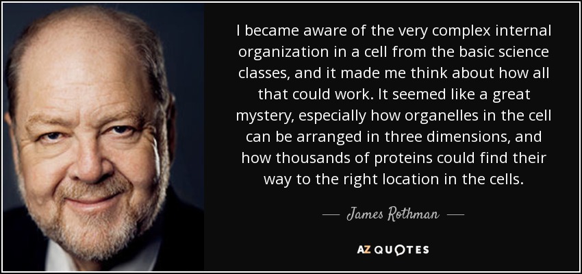 I became aware of the very complex internal organization in a cell from the basic science classes, and it made me think about how all that could work. It seemed like a great mystery, especially how organelles in the cell can be arranged in three dimensions, and how thousands of proteins could find their way to the right location in the cells. - James Rothman