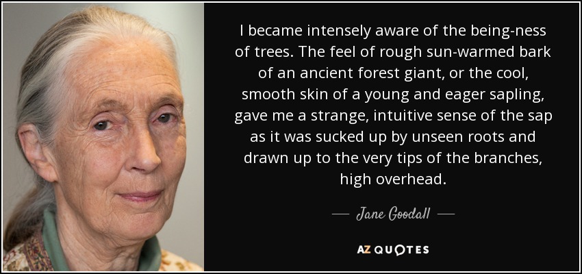 I became intensely aware of the being-ness of trees. The feel of rough sun-warmed bark of an ancient forest giant, or the cool, smooth skin of a young and eager sapling, gave me a strange, intuitive sense of the sap as it was sucked up by unseen roots and drawn up to the very tips of the branches, high overhead. - Jane Goodall