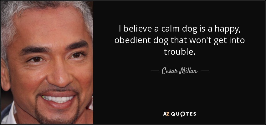 I believe a calm dog is a happy, obedient dog that won't get into trouble. - Cesar Millan