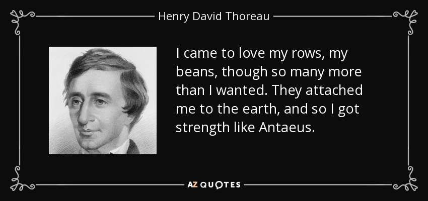 I came to love my rows, my beans, though so many more than I wanted. They attached me to the earth, and so I got strength like Antaeus. - Henry David Thoreau