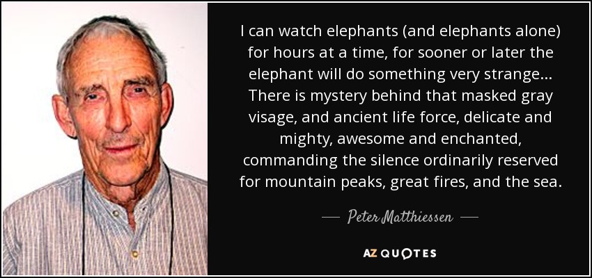 I can watch elephants (and elephants alone) for hours at a time, for sooner or later the elephant will do something very strange... There is mystery behind that masked gray visage, and ancient life force, delicate and mighty, awesome and enchanted, commanding the silence ordinarily reserved for mountain peaks, great fires, and the sea. - Peter Matthiessen