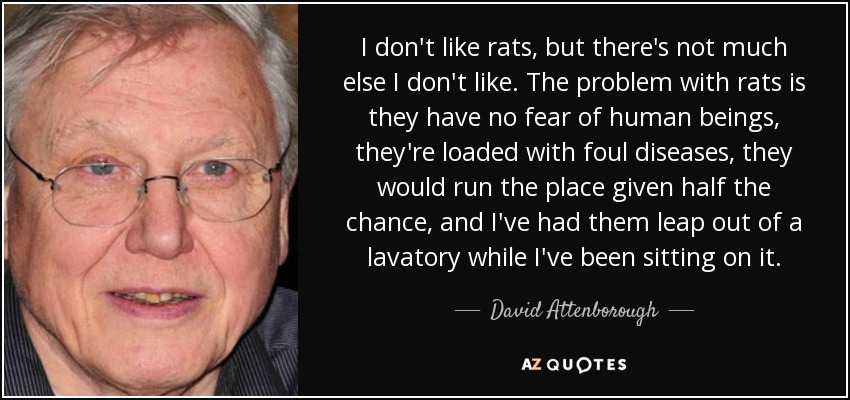 I don't like rats, but there's not much else I don't like. The problem with rats is they have no fear of human beings, they're loaded with foul diseases, they would run the place given half the chance, and I've had them leap out of a lavatory while I've been sitting on it. - David Attenborough