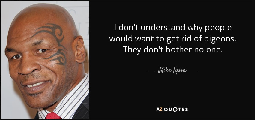 I don't understand why people would want to get rid of pigeons. They don't bother no one. - Mike Tyson