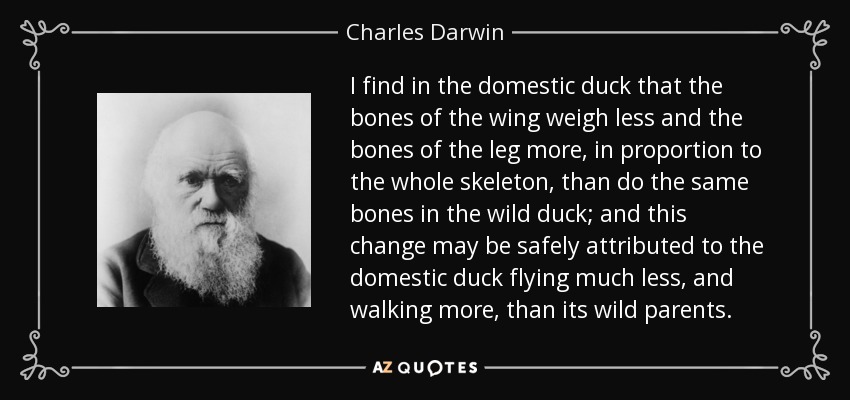 I find in the domestic duck that the bones of the wing weigh less and the bones of the leg more, in proportion to the whole skeleton, than do the same bones in the wild duck; and this change may be safely attributed to the domestic duck flying much less, and walking more, than its wild parents. - Charles Darwin