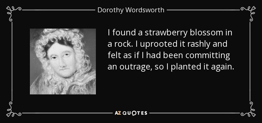 I found a strawberry blossom in a rock. I uprooted it rashly and felt as if I had been committing an outrage, so I planted it again. - Dorothy Wordsworth