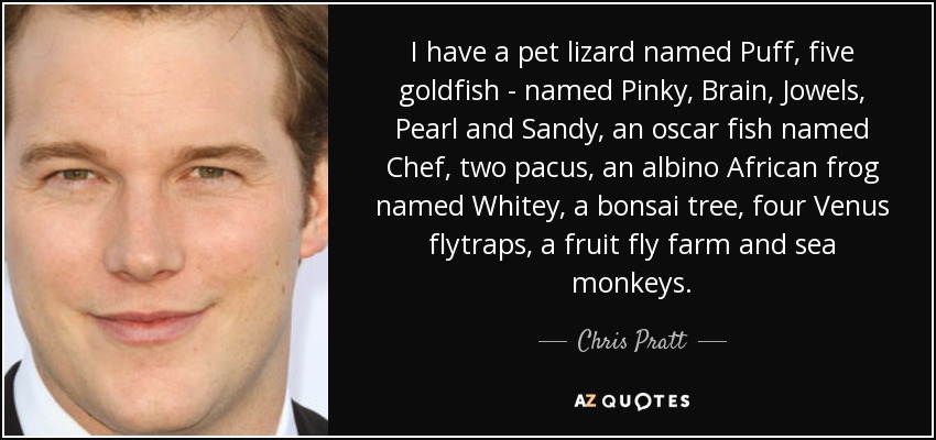 I have a pet lizard named Puff, five goldfish - named Pinky, Brain, Jowels, Pearl and Sandy, an oscar fish named Chef, two pacus, an albino African frog named Whitey, a bonsai tree, four Venus flytraps, a fruit fly farm and sea monkeys. - Chris Pratt