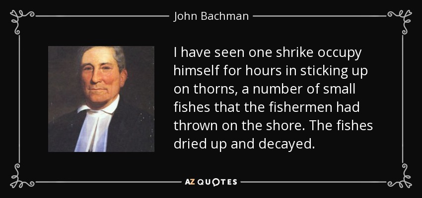 I have seen one shrike occupy himself for hours in sticking up on thorns, a number of small fishes that the fishermen had thrown on the shore. The fishes dried up and decayed. - John Bachman