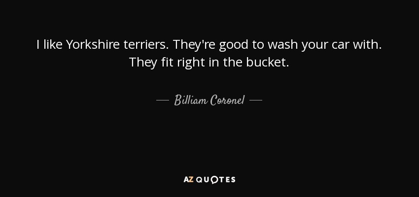 I like Yorkshire terriers. They're good to wash your car with. They fit right in the bucket. - Billiam Coronel