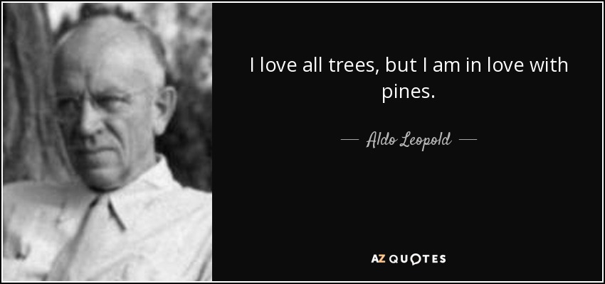 I love all trees, but I am in love with pines. - Aldo Leopold