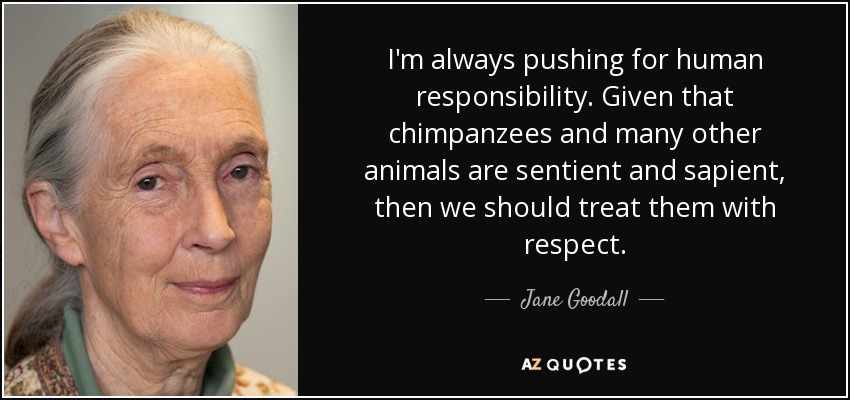 I'm always pushing for human responsibility. Given that chimpanzees and many other animals are sentient and sapient, then we should treat them with respect. - Jane Goodall