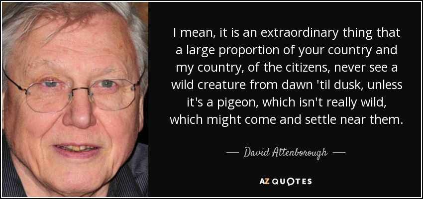 I mean, it is an extraordinary thing that a large proportion of your country and my country, of the citizens, never see a wild creature from dawn 'til dusk, unless it's a pigeon, which isn't really wild, which might come and settle near them. - David Attenborough