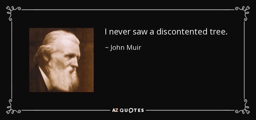 I never saw a discontented tree. - John Muir