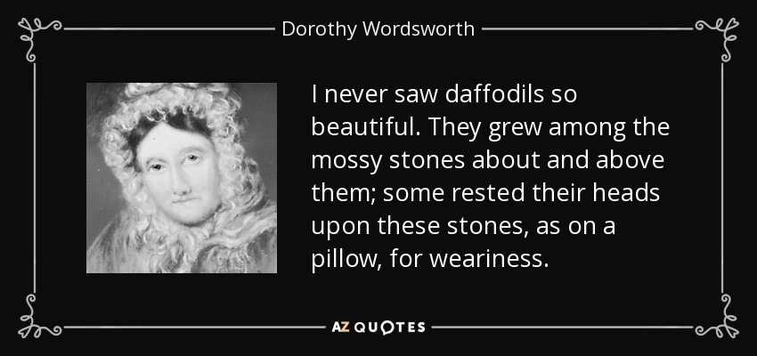 I never saw daffodils so beautiful. They grew among the mossy stones about and above them; some rested their heads upon these stones, as on a pillow, for weariness. - Dorothy Wordsworth