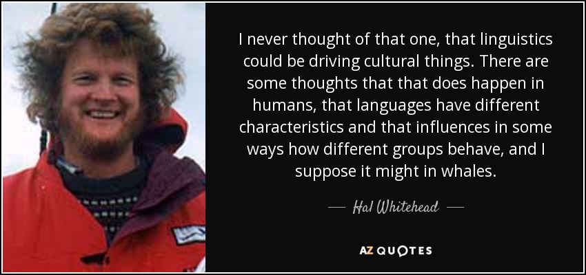 I never thought of that one, that linguistics could be driving cultural things. There are some thoughts that that does happen in humans, that languages have different characteristics and that influences in some ways how different groups behave, and I suppose it might in whales. - Hal Whitehead