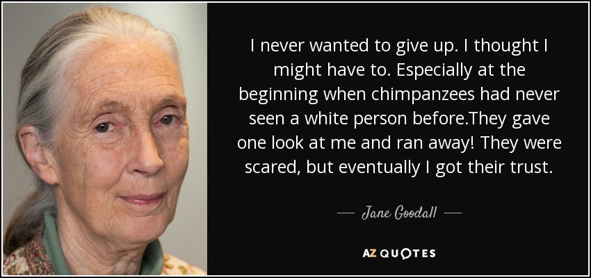 I never wanted to give up. I thought I might have to. Especially at the beginning when chimpanzees had never seen a white person before.They gave one look at me and ran away! They were scared, but eventually I got their trust. - Jane Goodall