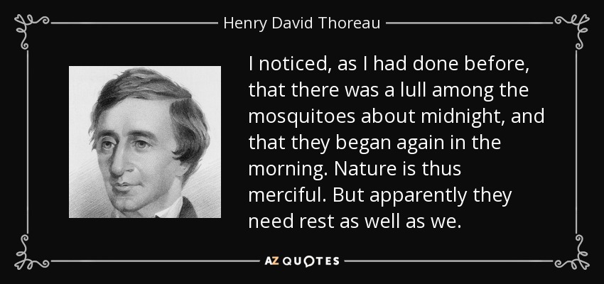 I noticed, as I had done before, that there was a lull among the mosquitoes about midnight, and that they began again in the morning. Nature is thus merciful. But apparently they need rest as well as we. - Henry David Thoreau