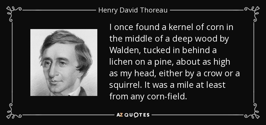 I once found a kernel of corn in the middle of a deep wood by Walden, tucked in behind a lichen on a pine, about as high as my head, either by a crow or a squirrel. It was a mile at least from any corn-field. - Henry David Thoreau