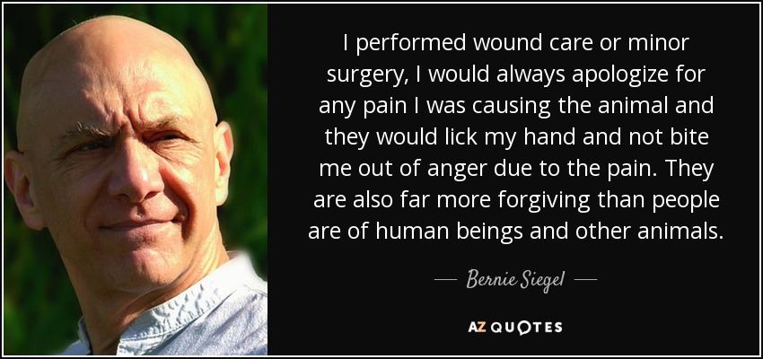 I performed wound care or minor surgery, I would always apologize for any pain I was causing the animal and they would lick my hand and not bite me out of anger due to the pain. They are also far more forgiving than people are of human beings and other animals. - Bernie Siegel