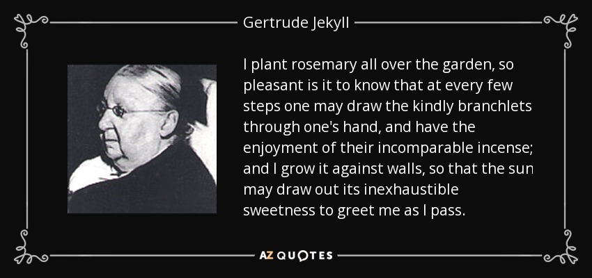 I plant rosemary all over the garden, so pleasant is it to know that at every few steps one may draw the kindly branchlets through one's hand, and have the enjoyment of their incomparable incense; and I grow it against walls, so that the sun may draw out its inexhaustible sweetness to greet me as I pass. - Gertrude Jekyll