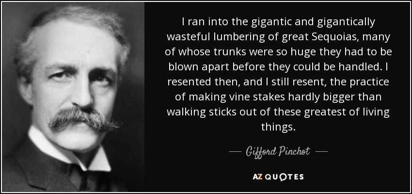 I ran into the gigantic and gigantically wasteful lumbering of great Sequoias, many of whose trunks were so huge they had to be blown apart before they could be handled. I resented then, and I still resent, the practice of making vine stakes hardly bigger than walking sticks out of these greatest of living things. - Gifford Pinchot