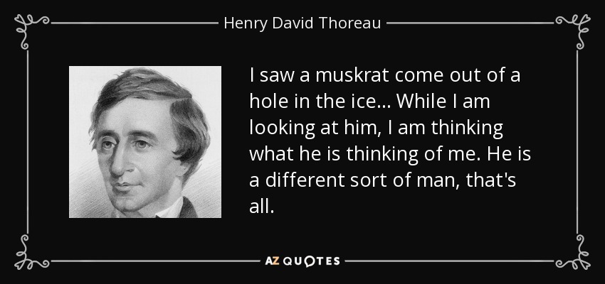 I saw a muskrat come out of a hole in the ice ... While I am looking at him, I am thinking what he is thinking of me. He is a different sort of man, that's all. - Henry David Thoreau