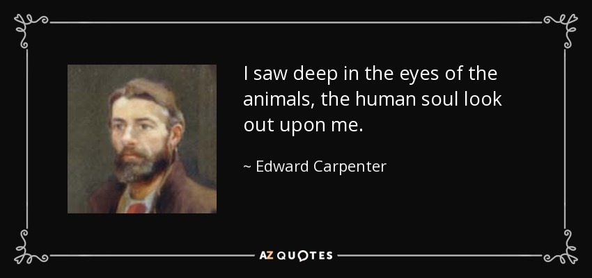I saw deep in the eyes of the animals, the human soul look out upon me. - Edward Carpenter