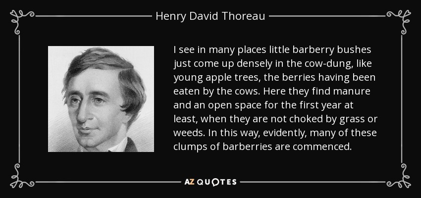 I see in many places little barberry bushes just come up densely in the cow-dung, like young apple trees, the berries having been eaten by the cows. Here they find manure and an open space for the first year at least, when they are not choked by grass or weeds. In this way, evidently, many of these clumps of barberries are commenced. - Henry David Thoreau