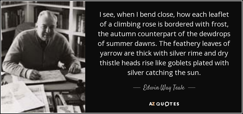 I see, when I bend close, how each leaflet of a climbing rose is bordered with frost, the autumn counterpart of the dewdrops of summer dawns. The feathery leaves of yarrow are thick with silver rime and dry thistle heads rise like goblets plated with silver catching the sun. - Edwin Way Teale