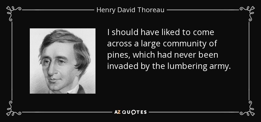 I should have liked to come across a large community of pines, which had never been invaded by the lumbering army. - Henry David Thoreau