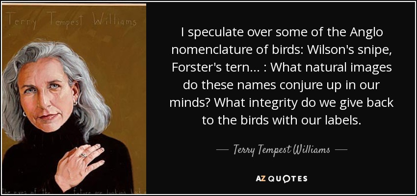 I speculate over some of the Anglo nomenclature of birds: Wilson's snipe, Forster's tern . . . : What natural images do these names conjure up in our minds? What integrity do we give back to the birds with our labels. - Terry Tempest Williams