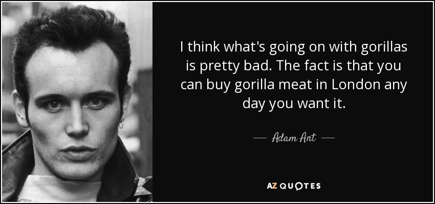 I think what's going on with gorillas is pretty bad. The fact is that you can buy gorilla meat in London any day you want it. - Adam Ant