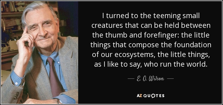 I turned to the teeming small creatures that can be held between the thumb and forefinger: the little things that compose the foundation of our ecosystems, the little things, as I like to say, who run the world. - E. O. Wilson