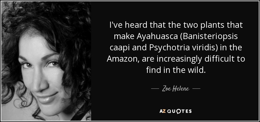 I've heard that the two plants that make Ayahuasca (Banisteriopsis caapi and Psychotria viridis) in the Amazon, are increasingly difficult to find in the wild. - Zoe Helene