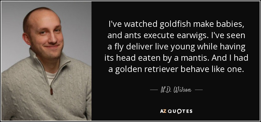 I've watched goldfish make babies, and ants execute earwigs. I've seen a fly deliver live young while having its head eaten by a mantis. And I had a golden retriever behave like one. - N.D. Wilson