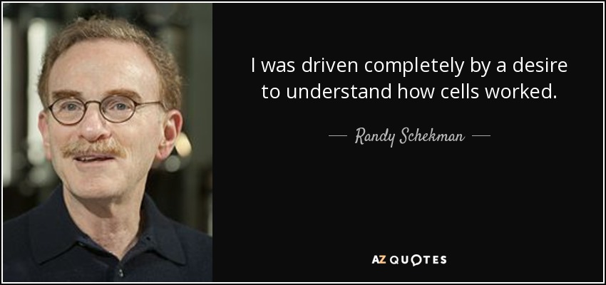 I was driven completely by a desire to understand how cells worked. - Randy Schekman