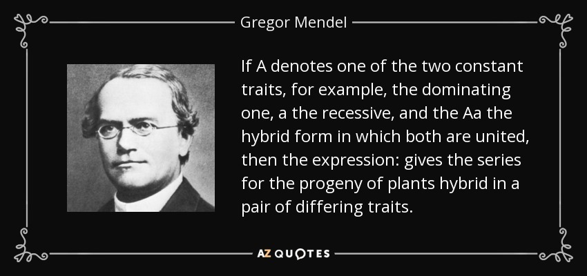 If A denotes one of the two constant traits, for example, the dominating one, a the recessive, and the Aa the hybrid form in which both are united, then the expression: gives the series for the progeny of plants hybrid in a pair of differing traits. - Gregor Mendel