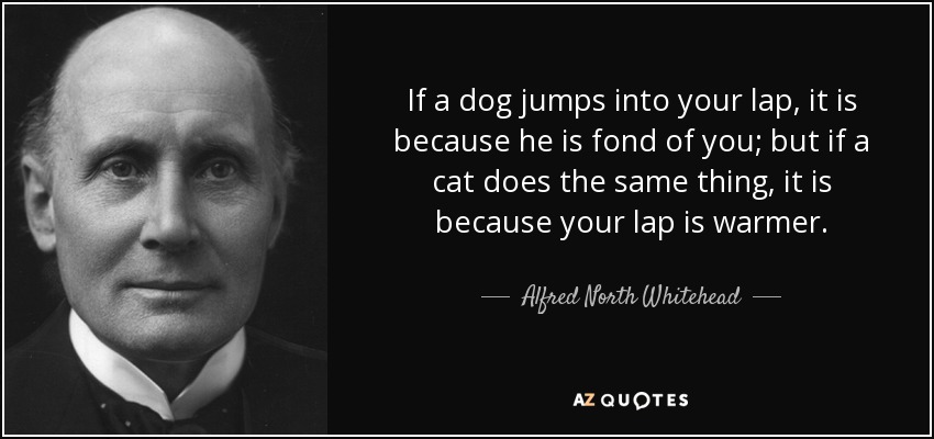 If a dog jumps into your lap, it is because he is fond of you; but if a cat does the same thing, it is because your lap is warmer. - Alfred North Whitehead