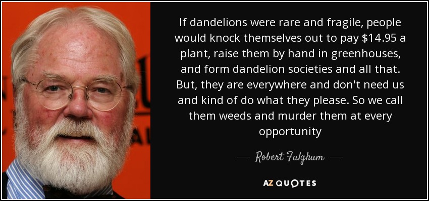 If dandelions were rare and fragile, people would knock themselves out to pay $14.95 a plant, raise them by hand in greenhouses, and form dandelion societies and all that. But, they are everywhere and don't need us and kind of do what they please. So we call them weeds and murder them at every opportunity - Robert Fulghum