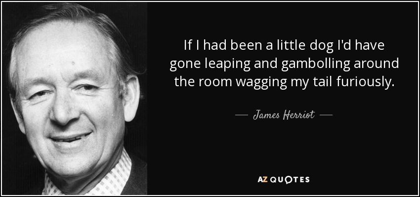 If I had been a little dog I'd have gone leaping and gambolling around the room wagging my tail furiously. - James Herriot