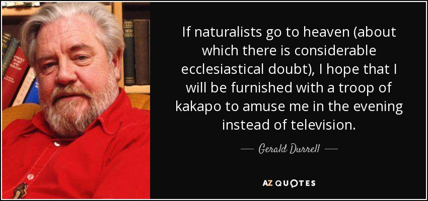 If naturalists go to heaven (about which there is considerable ecclesiastical doubt), I hope that I will be furnished with a troop of kakapo to amuse me in the evening instead of television. - Gerald Durrell
