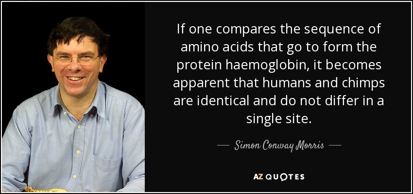 If one compares the sequence of amino acids that go to form the protein haemoglobin, it becomes apparent that humans and chimps are identical and do not differ in a single site. - Simon Conway Morris