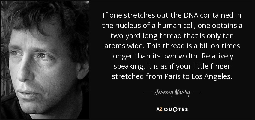 If one stretches out the DNA contained in the nucleus of a human cell, one obtains a two-yard-long thread that is only ten atoms wide. This thread is a billion times longer than its own width. Relatively speaking, it is as if your little finger stretched from Paris to Los Angeles. - Jeremy Narby