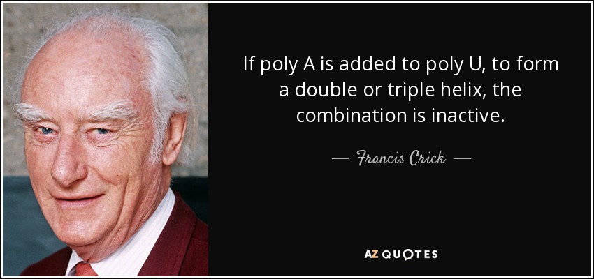 If poly A is added to poly U, to form a double or triple helix, the combination is inactive. - Francis Crick