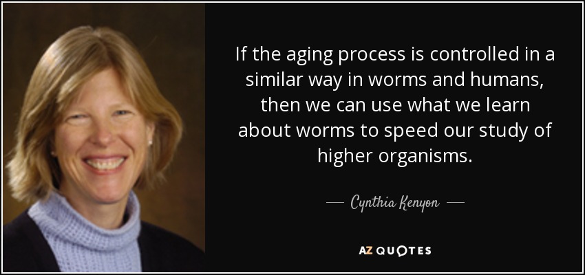 If the aging process is controlled in a similar way in worms and humans, then we can use what we learn about worms to speed our study of higher organisms. - Cynthia Kenyon