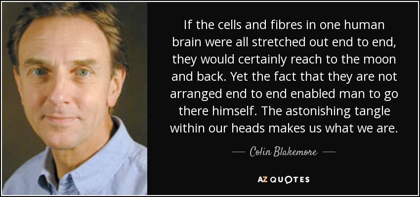 If the cells and fibres in one human brain were all stretched out end to end, they would certainly reach to the moon and back. Yet the fact that they are not arranged end to end enabled man to go there himself. The astonishing tangle within our heads makes us what we are. - Colin Blakemore