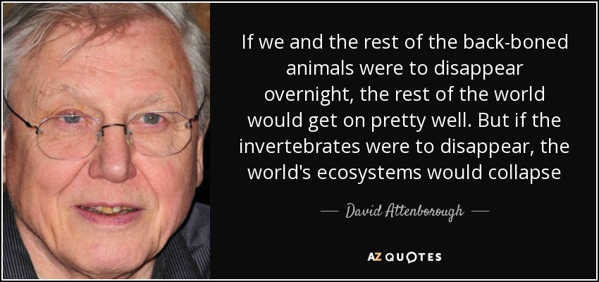 If we and the rest of the back-boned animals were to disappear overnight, the rest of the world would get on pretty well. But if the invertebrates were to disappear, the world's ecosystems would collapse - David Attenborough