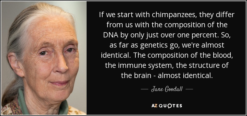 If we start with chimpanzees, they differ from us with the composition of the DNA by only just over one percent. So, as far as genetics go, we're almost identical. The composition of the blood, the immune system, the structure of the brain - almost identical. - Jane Goodall