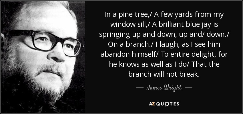 In a pine tree,/ A few yards from my window sill,/ A brilliant blue jay is springing up and down, up and/ down./ On a branch./ I laugh, as I see him abandon himself/ To entire delight, for he knows as well as I do/ That the branch will not break. - James Wright
