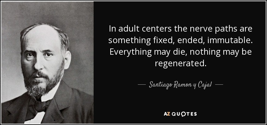 In adult centers the nerve paths are something fixed, ended, immutable. Everything may die, nothing may be regenerated. - Santiago Ramon y Cajal