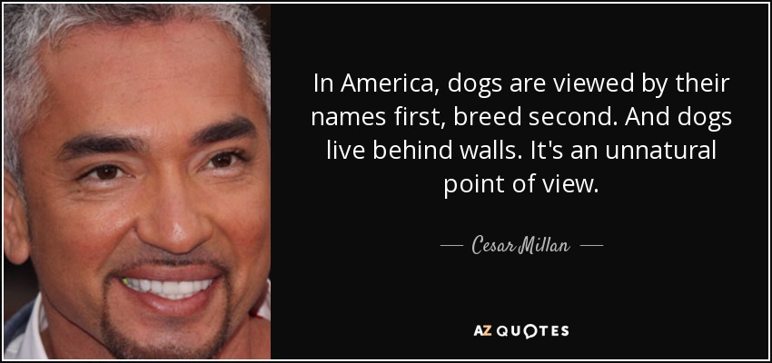 In America, dogs are viewed by their names first, breed second. And dogs live behind walls. It's an unnatural point of view. - Cesar Millan